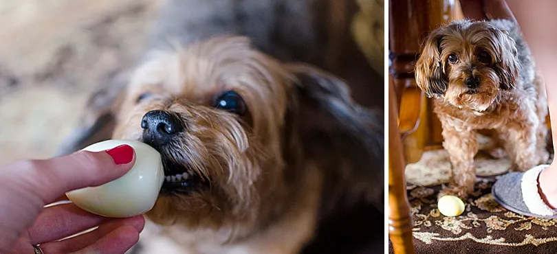 Yorkiepoo, Sophie, intently focused on an egg, showcasing her love for this particular treat.