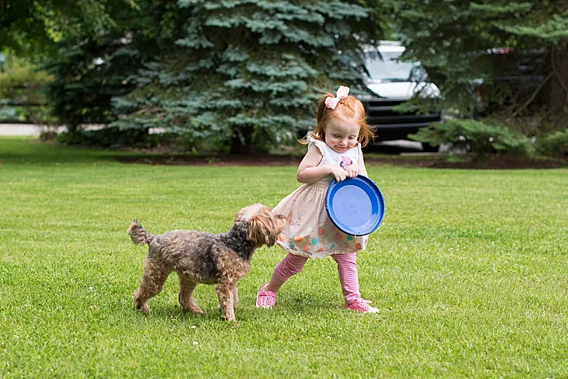 Yorkiepoo, Sophie, interacting gently with a young child, demonstrating her good temperament with kids.