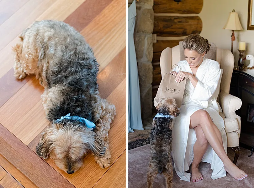 Yorkiepoo, Sophie, keenly observing a gift, showcasing her curious and engaged nature.