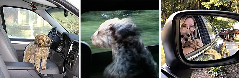 Yorkiepoo, Sophie, looking alert and happy while riding in a car, enjoying the view from the window.