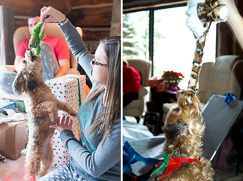 Yorkiepoo, Sophie, looking content with her treasured furry toy, which she preferred over destructible ones.