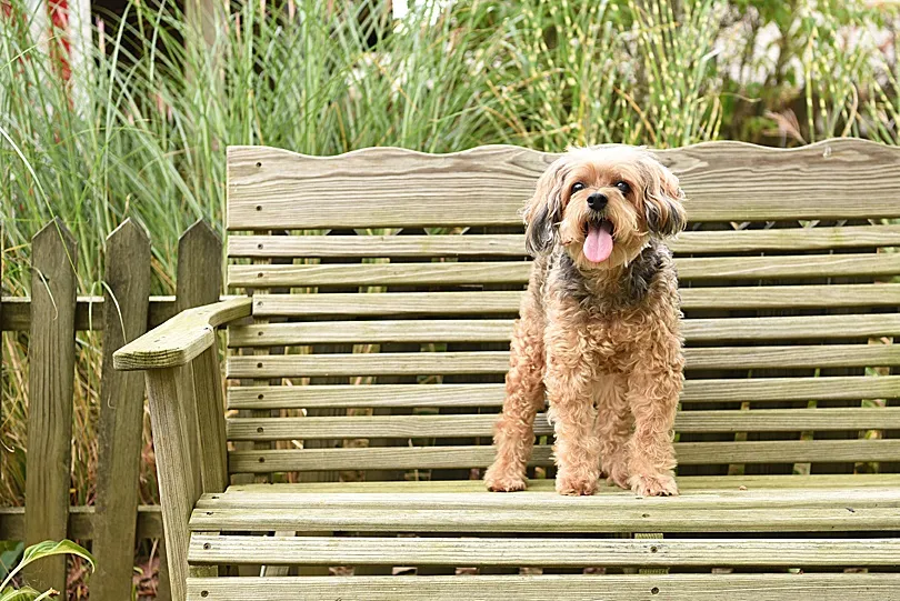 Yorkiepoo, Sophie, looking out serenely, a beautiful memory of her gentle spirit.