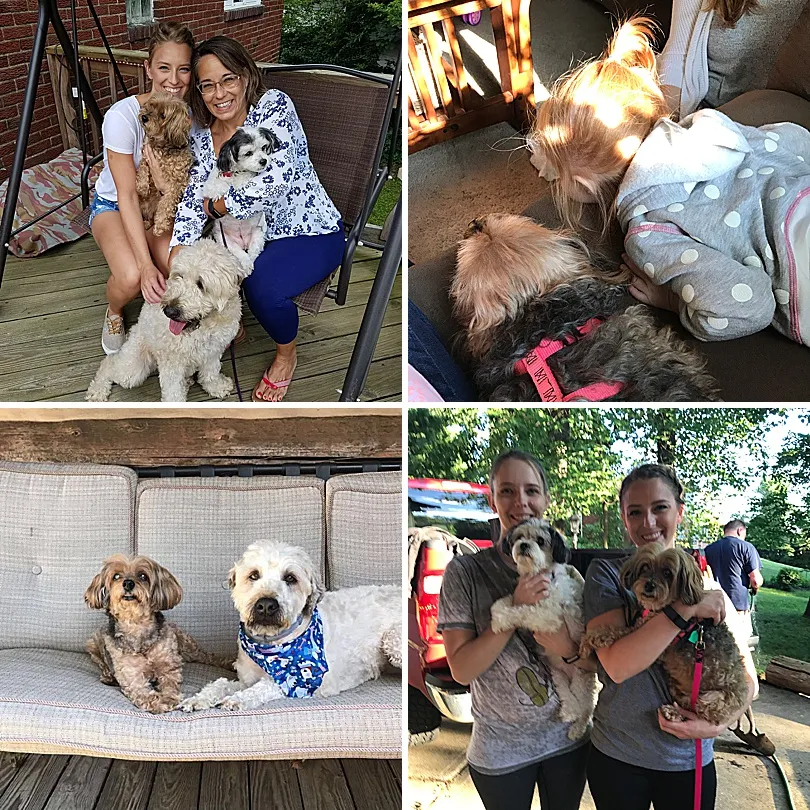 Yorkiepoo, Sophie, looking unbothered by the child's attention, while another dog is in the background.