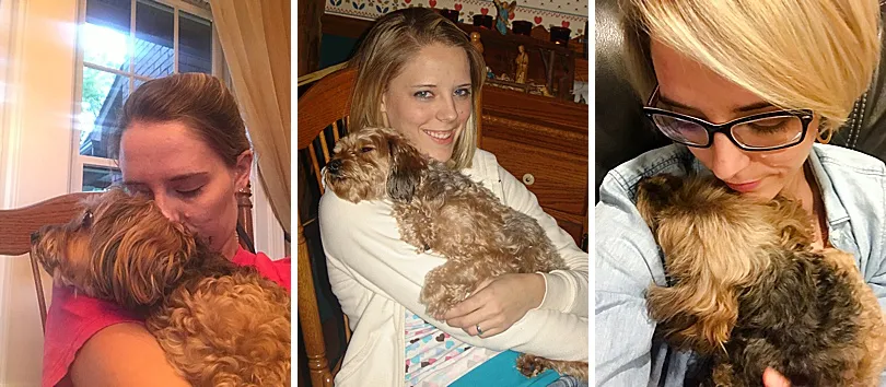 Yorkiepoo, Sophie, nestled comfortably on a family member's shoulder, showcasing her affectionate and trusting nature.