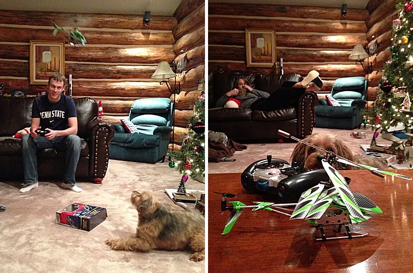 Yorkiepoo, Sophie, on a carpeted floor, playing with a well-loved, fluffy toy, showing her selective play habits.