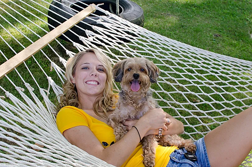 Yorkiepoo, Sophie, participating in Christmas traditions, a cherished member of the holiday festivities.