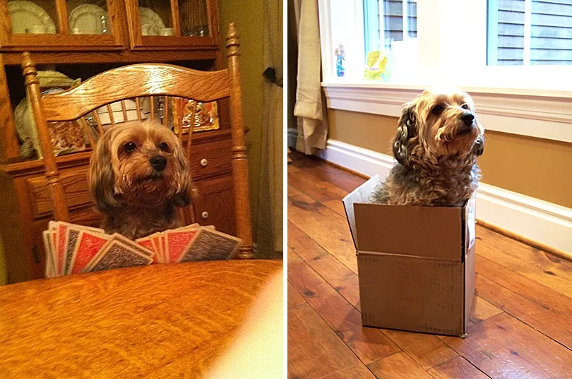 Yorkiepoo, Sophie, patiently posing for a picture, showcasing her cooperative and calm demeanor.