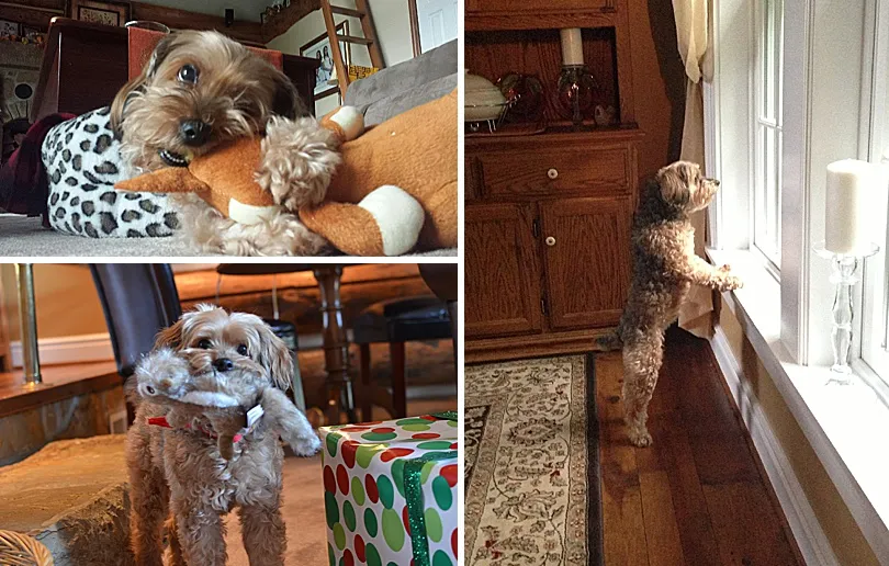 Yorkiepoo, Sophie, peeking out of a lower window, watching the outside world with keen interest.