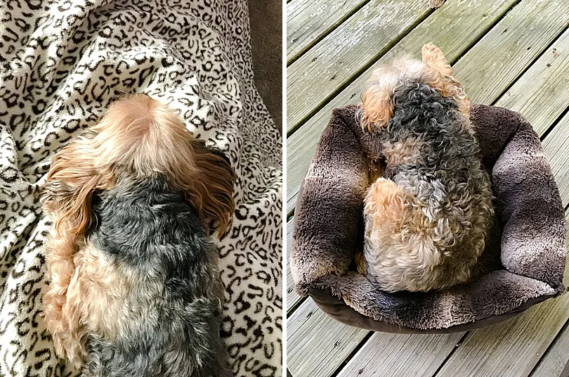 Yorkiepoo, Sophie, perfectly content in her dog bed, showcasing the breed's affectionate disposition.