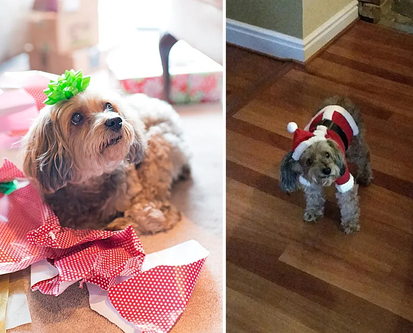 Yorkiepoo, Sophie, posing elegantly in a winter setting, showcasing her charming presence in the snow.