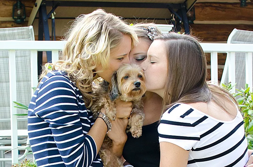 Yorkiepoo, Sophie, resting calmly, demonstrating her agreeable temperament, especially with treats involved.