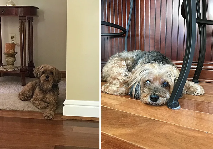 Yorkiepoo, Sophie, resting in her favored spot under bar stools at the kitchen counter, observant and part of the action.