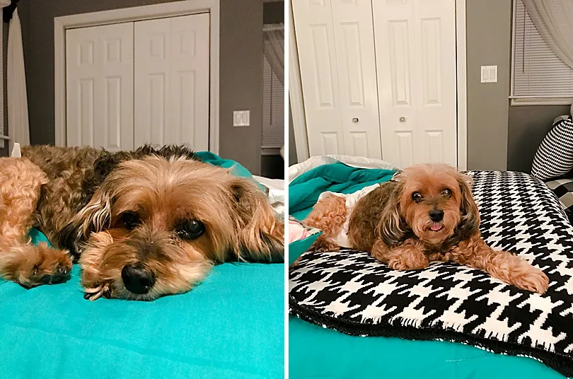 Yorkiepoo, Sophie, resting peacefully on a bed, showcasing her love for cozy spots in the house.