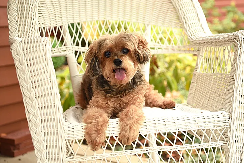 Yorkiepoo, Sophie, resting peacefully on a blanket, her presence a source of profound comfort.