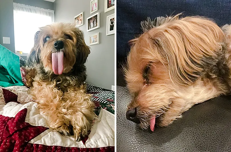 Yorkiepoo, Sophie, sleeping soundly with her long tongue peeking out, a cute and distinctive trait.