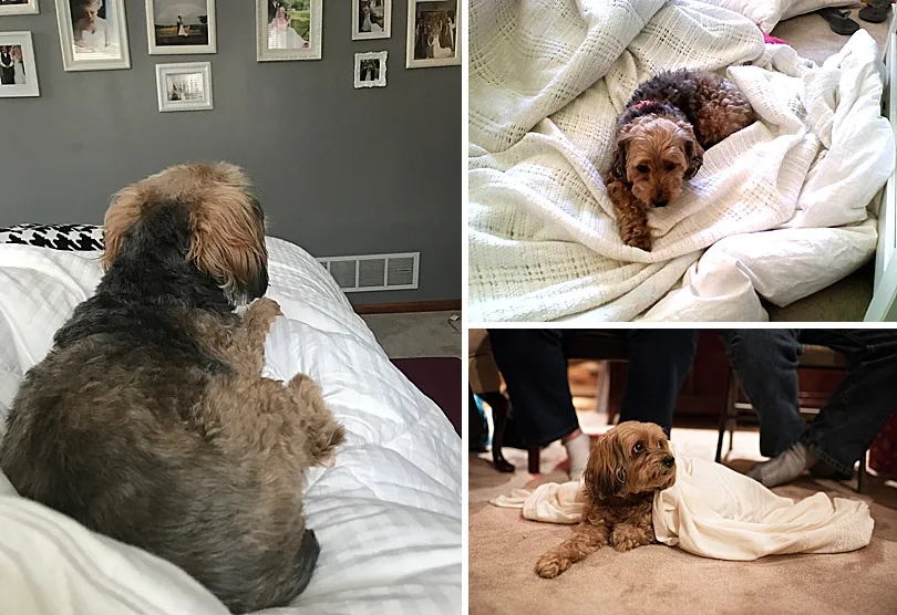 Yorkiepoo, Sophie, snuggled closely with a family member on a couch, embodying comfort and emotional support.