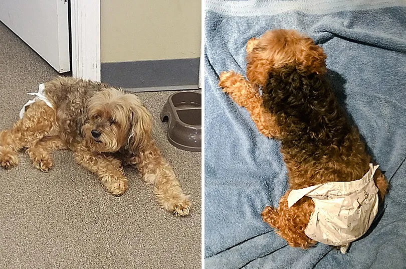 Yorkiepoo, Sophie, snuggled in a blanket, a symbol of the peace and warmth she brought.