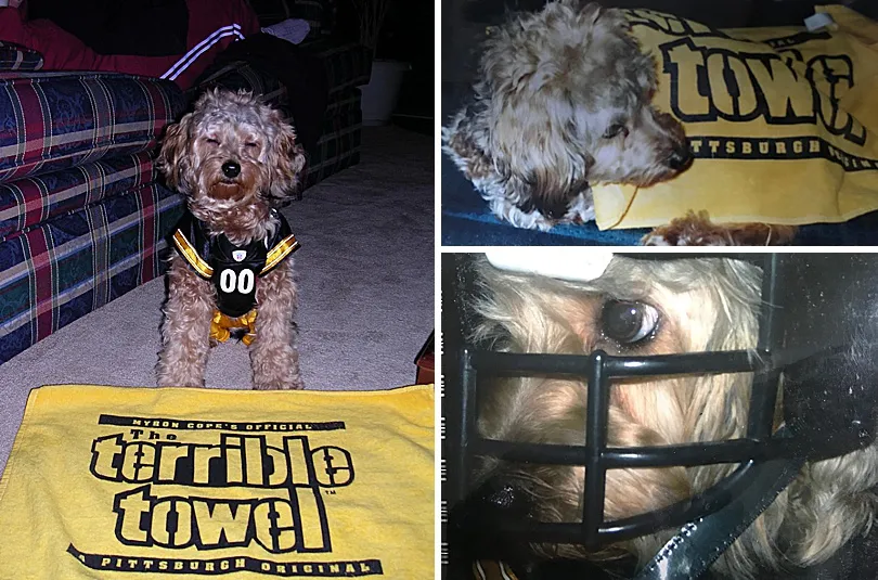 Yorkiepoo, Sophie, sporting a Steelers jersey and helmet, celebrating a team victory with her family.