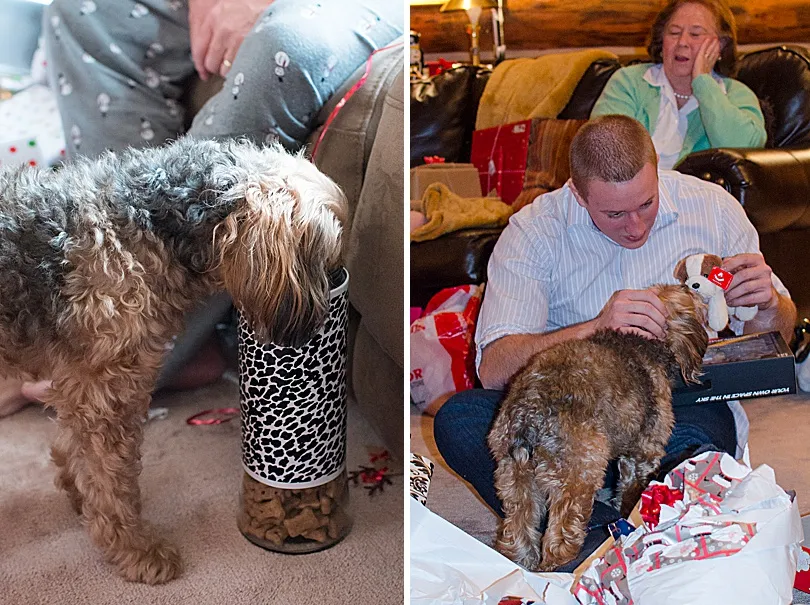 Yorkiepoo, Sophie, taking a treat from a jar, demonstrating her ability to self-regulate her food intake.