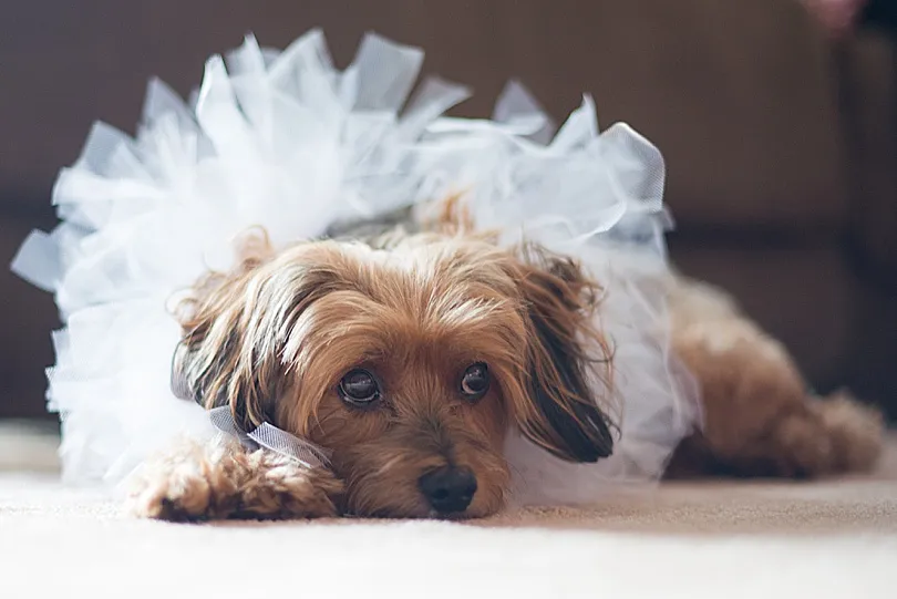 Yorkiepoo, Sophie, wearing a specially made hot pink tulle collar for a wedding, looking festive and elegant.