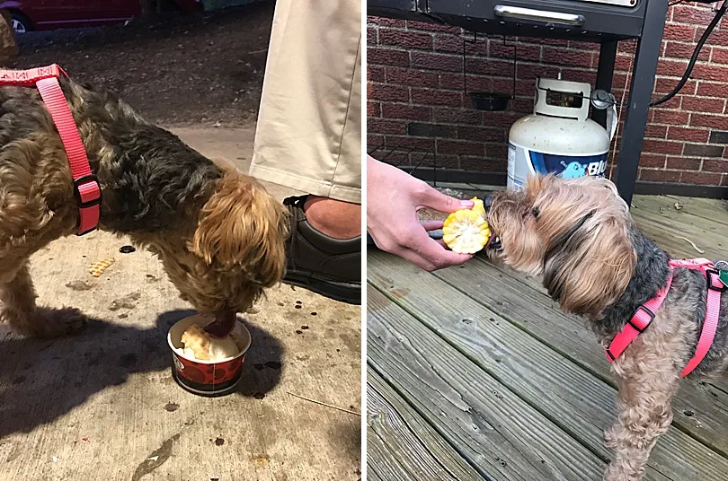 Yorkiepoo, Sophie, with a bit of ice cream on her nose, showing her playful enjoyment of the treat.