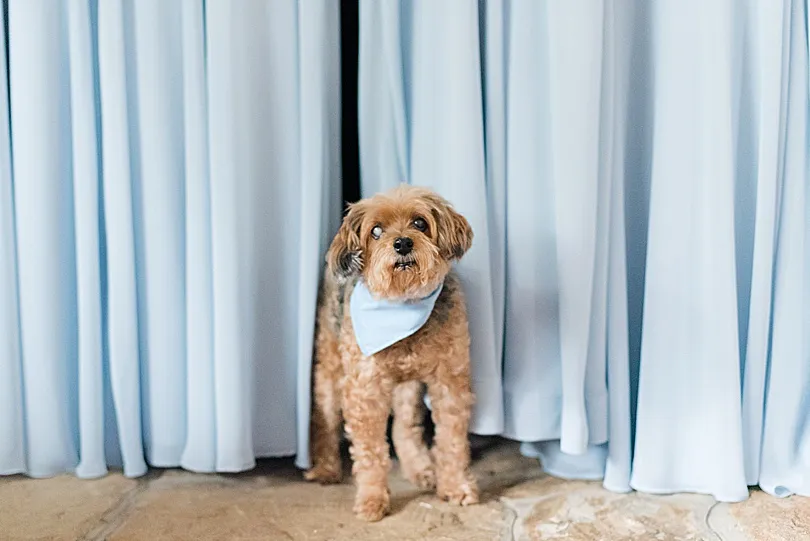 Yorkiepoo, Sophie, with a blue bandana, standing amidst hanging bridesmaid dresses, a memorable wedding portrait.