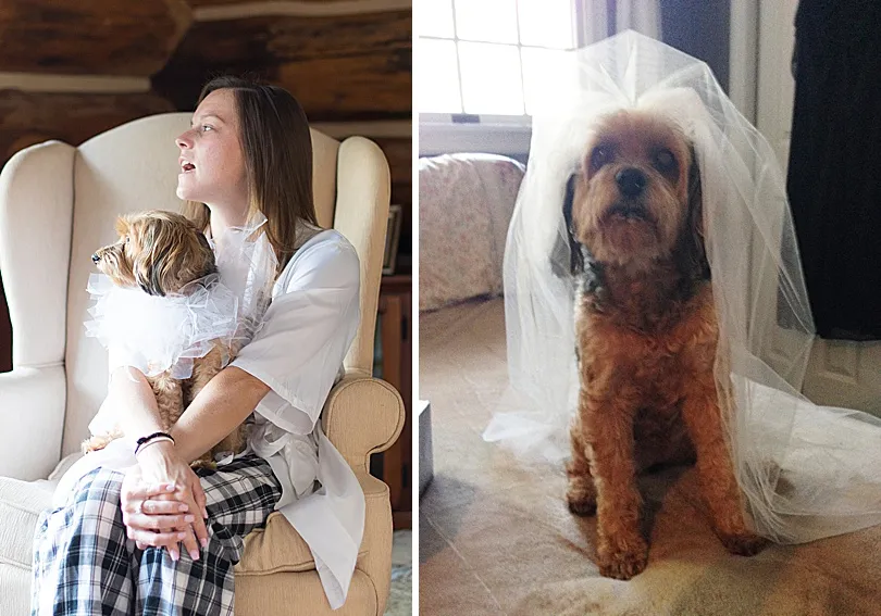 Yorkiepoo, Sophie, with a bridal veil draped over her, creating a whimsical and charming wedding portrait.