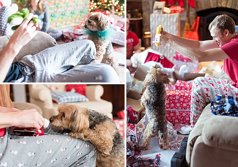 Yorkiepoo, Sophie, with a ripped Christmas present, enjoying the process of getting her new toy.