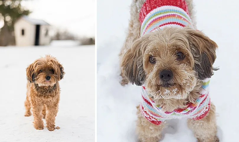 Yorkiepoo, Sophie, with snow on her face and around her, enjoying a winter play session outdoors.