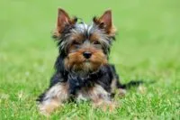 Yorkshire Terrier lying on grass, showcasing fine, silky coat and confident demeanor, suitable for apartment living and hypoallergenic needs.