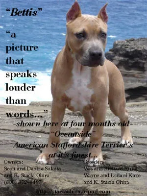 Young American Staffordshire Terrier puppy Bettis, striking a proud pose, showing great potential.