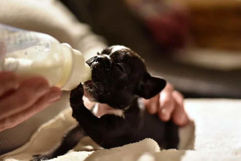 Young French Bulldog puppy happily eating from a food bowl, highlighting healthy puppy feeding practices