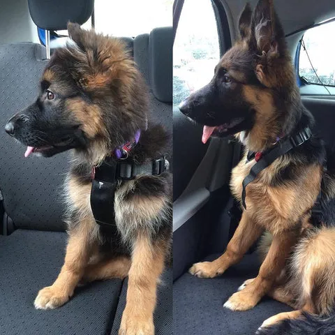 Young German Shepherd puppy at 9 weeks side-by-side with its 22-week-old self