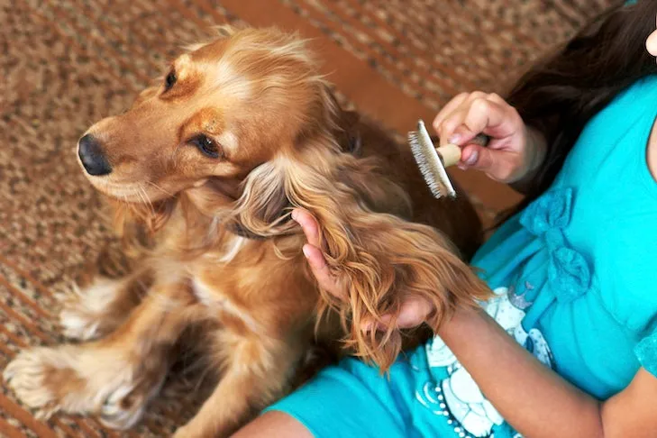 Young girl gently grooming an English Cocker Spaniel, emphasizing the importance of early brushing.