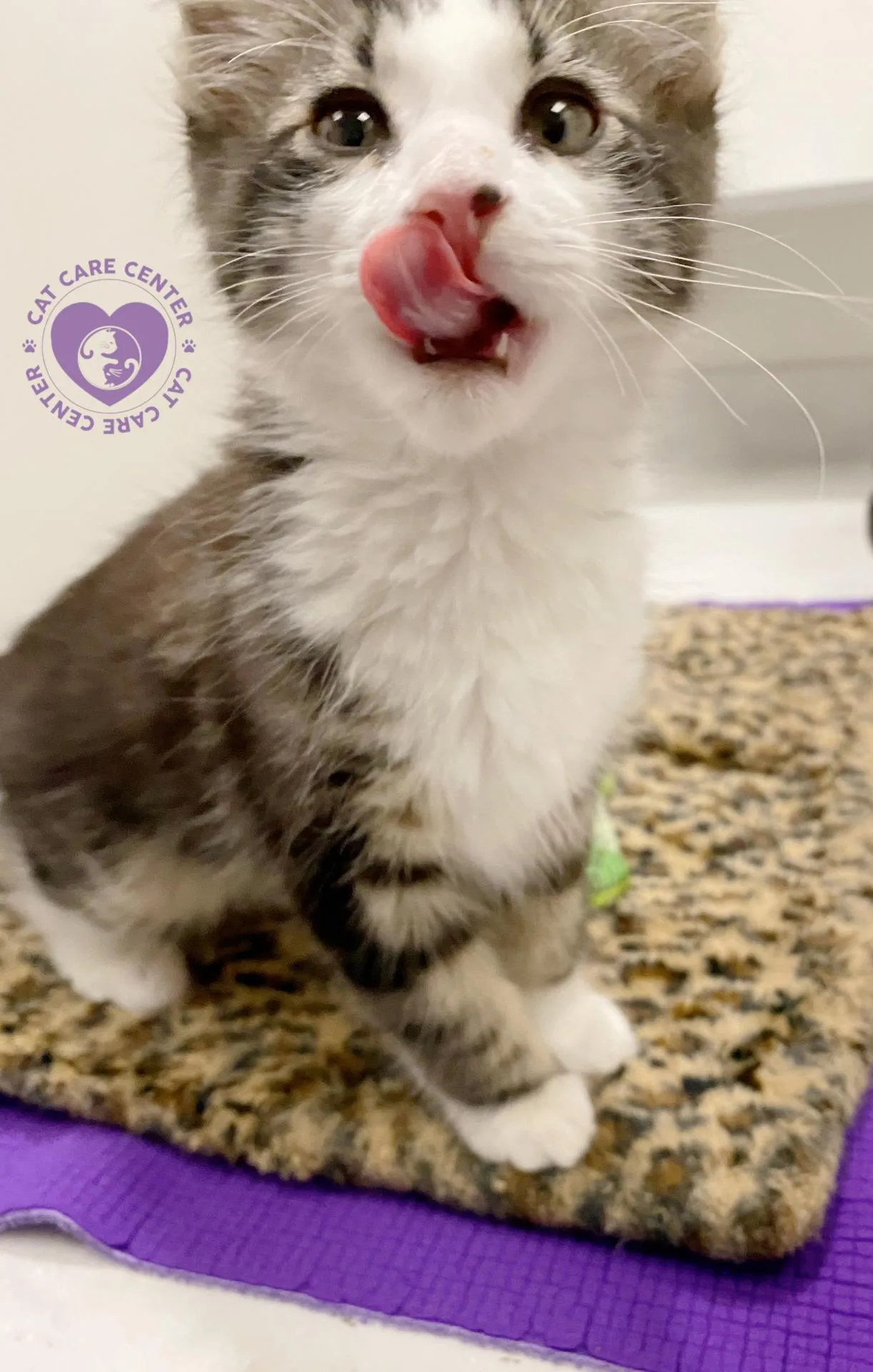 Young kitten enjoying a meal of nutritious wet food from a small bowl, highlighting kitten feeding guidelines