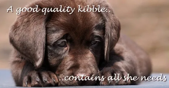 Young Labrador puppy eating dry kibble from a bowl, illustrating the most common feeding method for growing Labs.