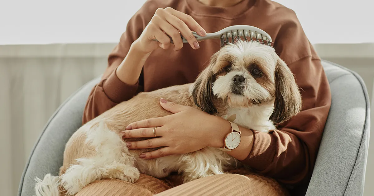 Young woman brushing a small dog on her lap