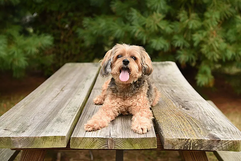 Young Yorkiepoo puppy in a basket with another pup