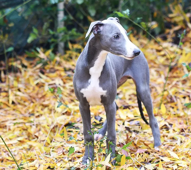Zeppola, a handsome whippet with a fawn coat, standing confidently in an outdoor setting.