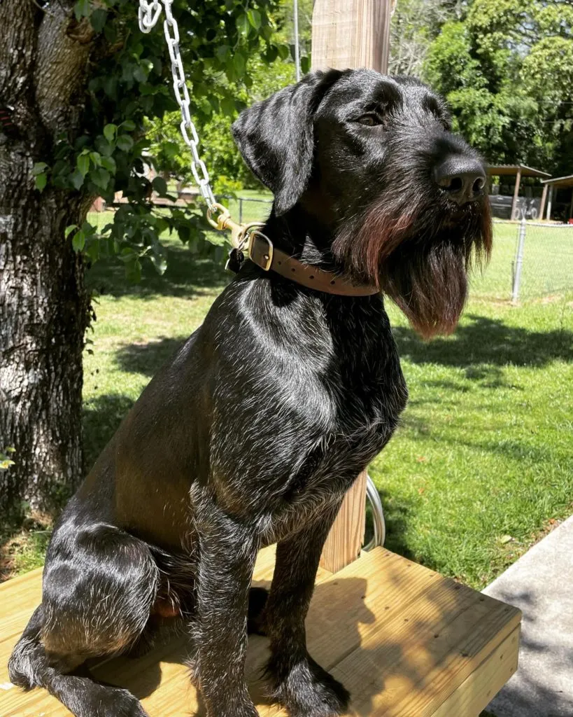 Zorro vom Himmelbogen, also known as Rip, a Deutsch Drahthaar gundog excelling in hunts