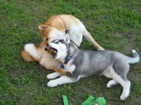 4. Socialize Our Shiba Inu