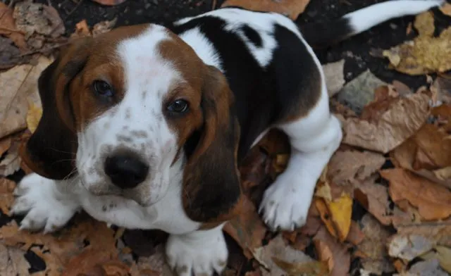 A 10-week-old Basset Hound puppy named Dash with floppy ears and a sweet expression.