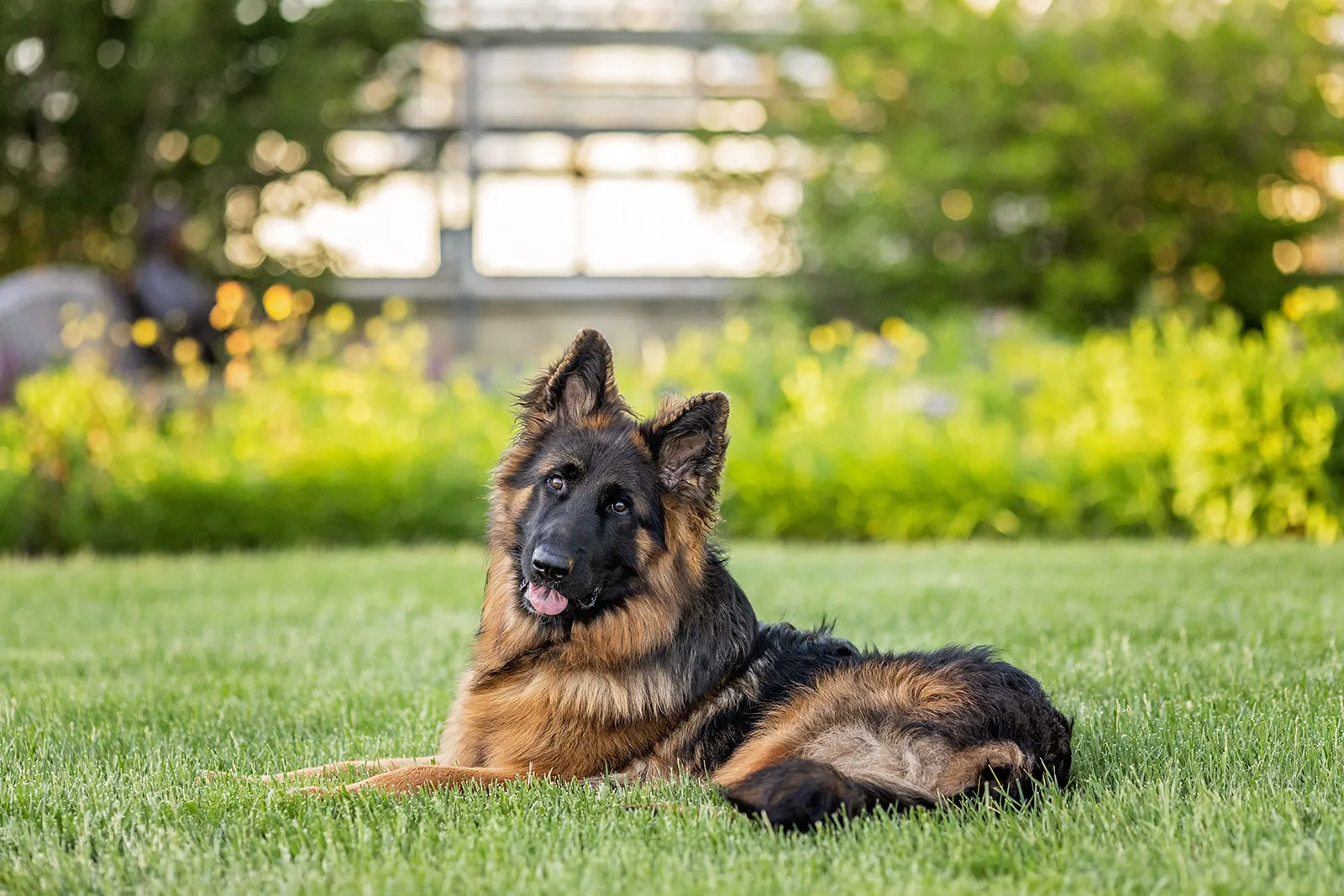 A 12-month-old German Shepherd posing confidently outdoors