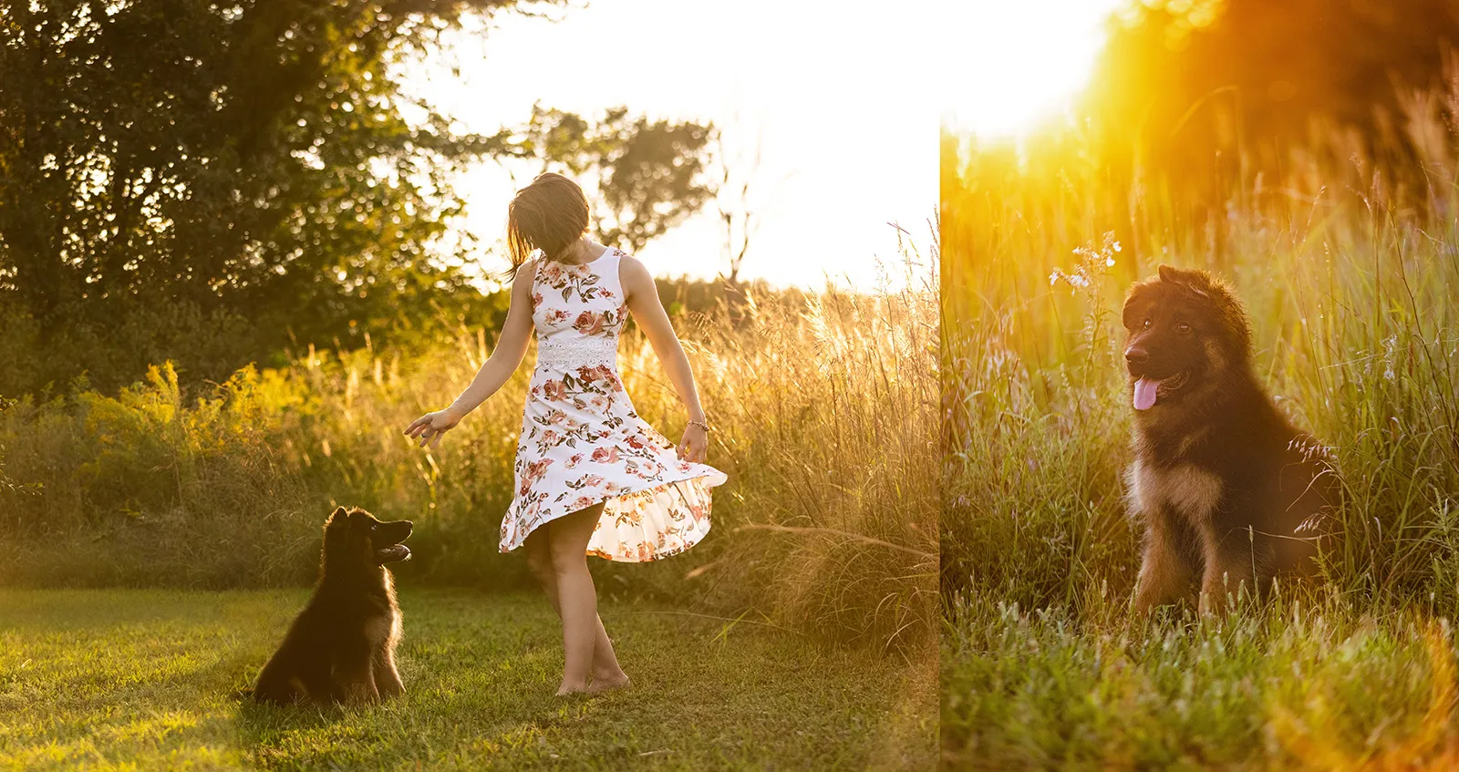 A 3-month-old German Shepherd puppy looking directly at the camera with its owner