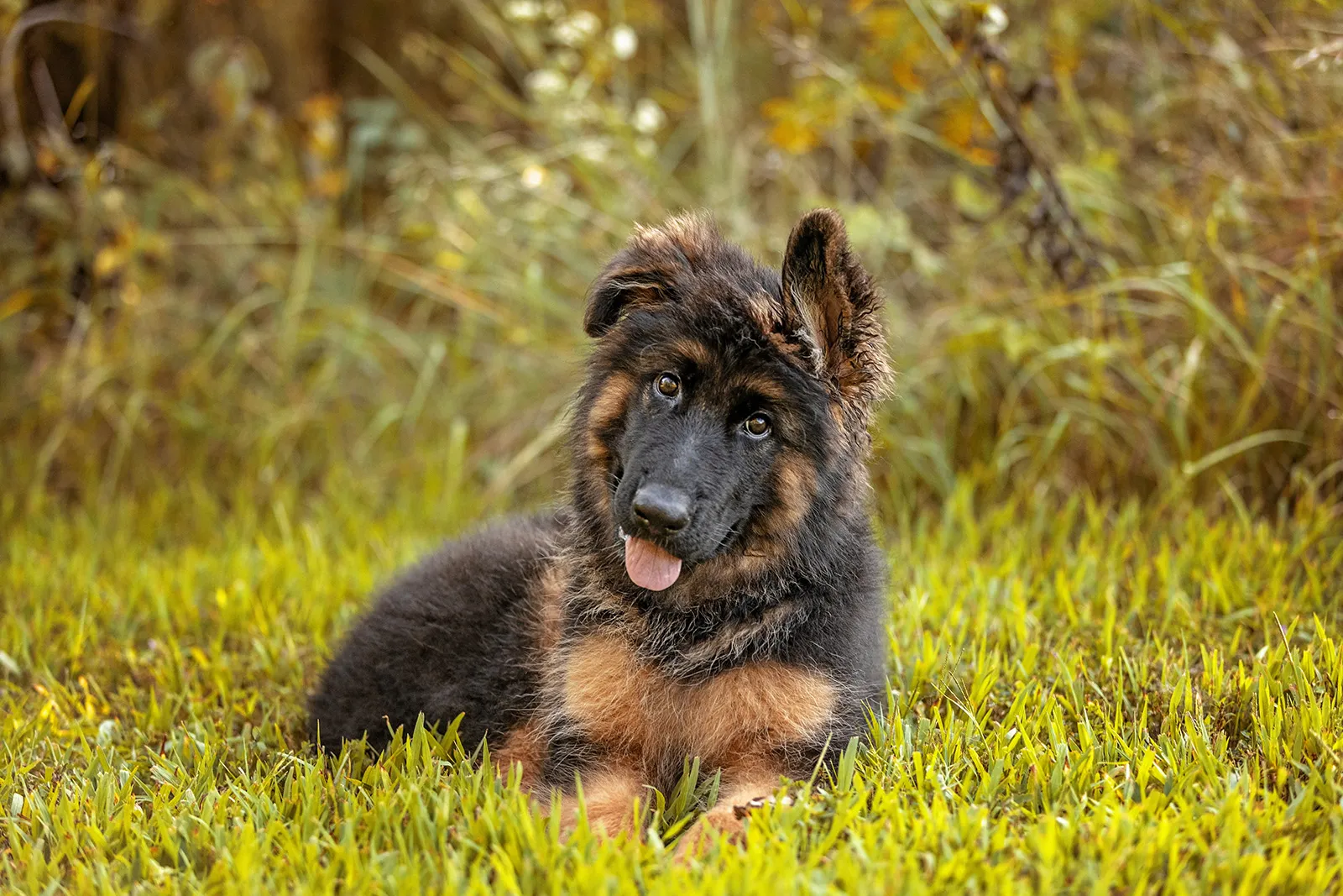 A 3-month-old German Shepherd puppy posing for a portrait