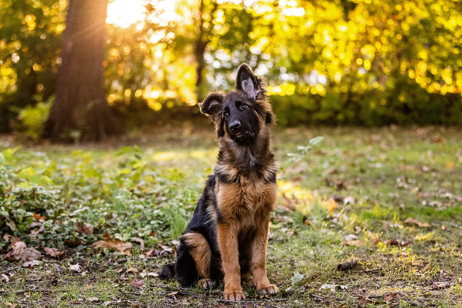 A 5-month-old German Shepherd puppy sitting calmly for a portrait