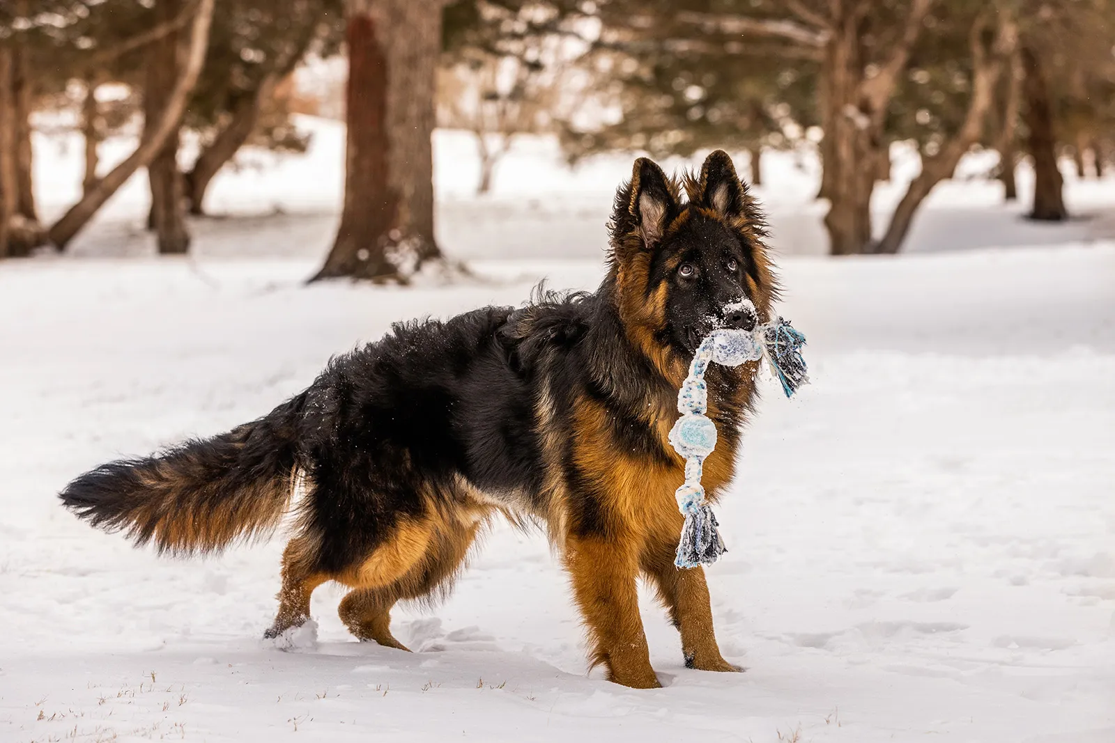 A 9-month-old German Shepherd showing its playful side outdoors