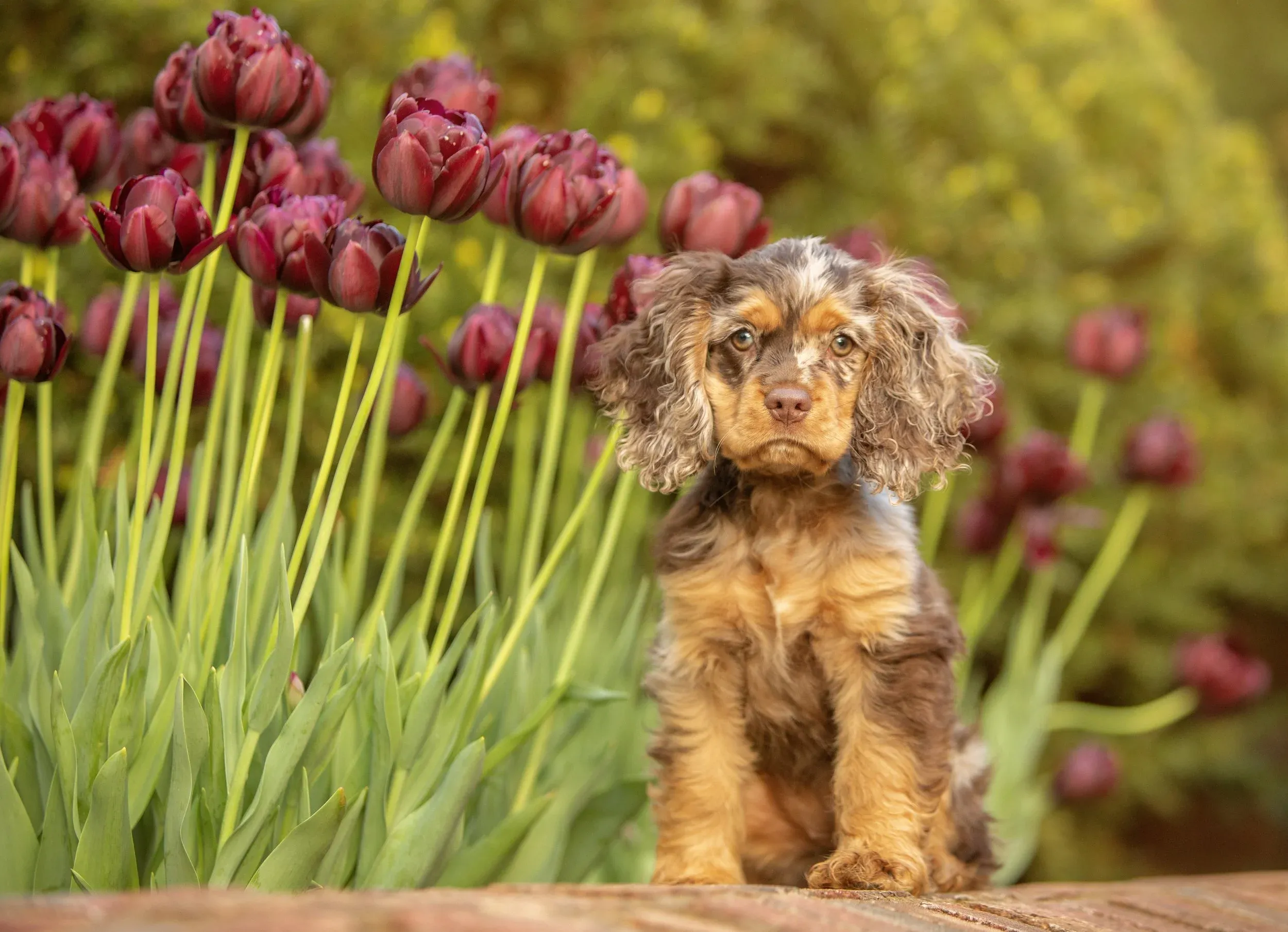 A adorable Cocker Spaniel puppy sitting gracefully in a vibrant field of colorful tulips during a pet photography session in Ohio