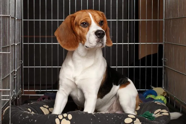 A beagle dog sitting calmly inside its open crate during a training session.