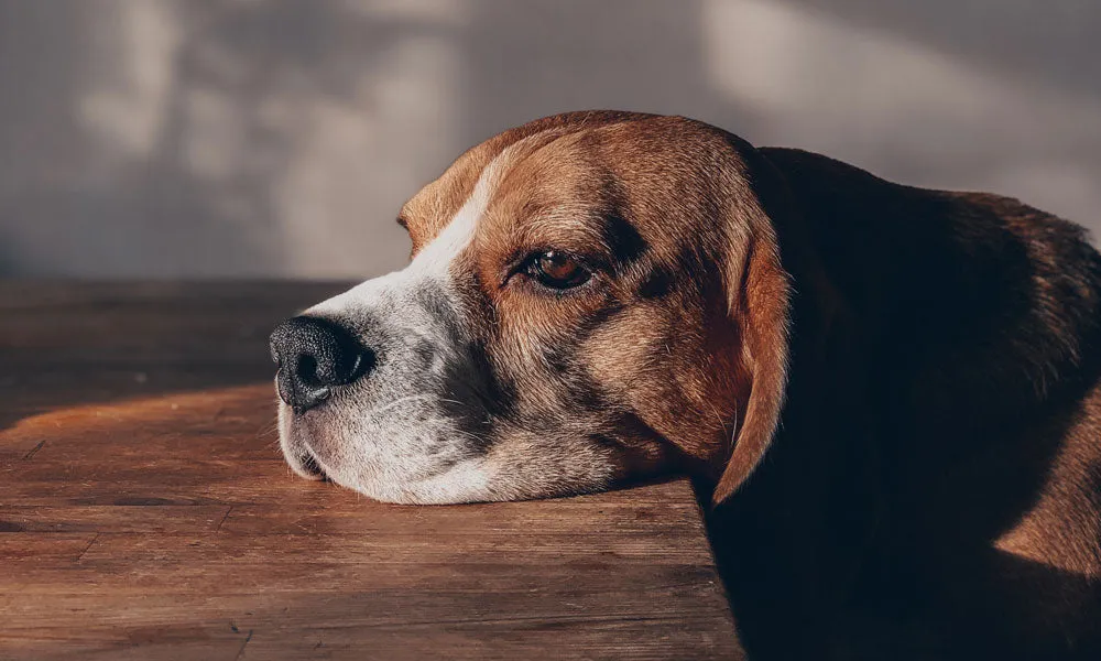 A Beagle dog with a happy expression and floppy ears